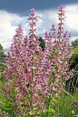 Clary Sage Oil %100 - 15gr - Payan Bertrand