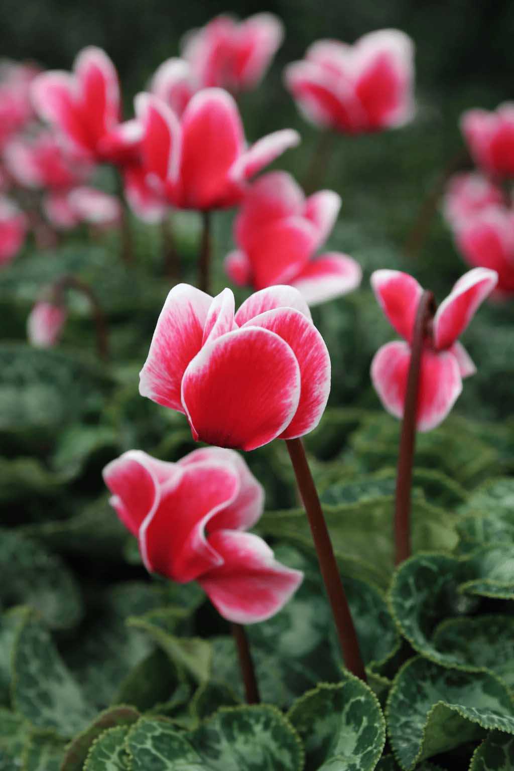 Cyclamen Aldehyde - 30gr - Givaudan
