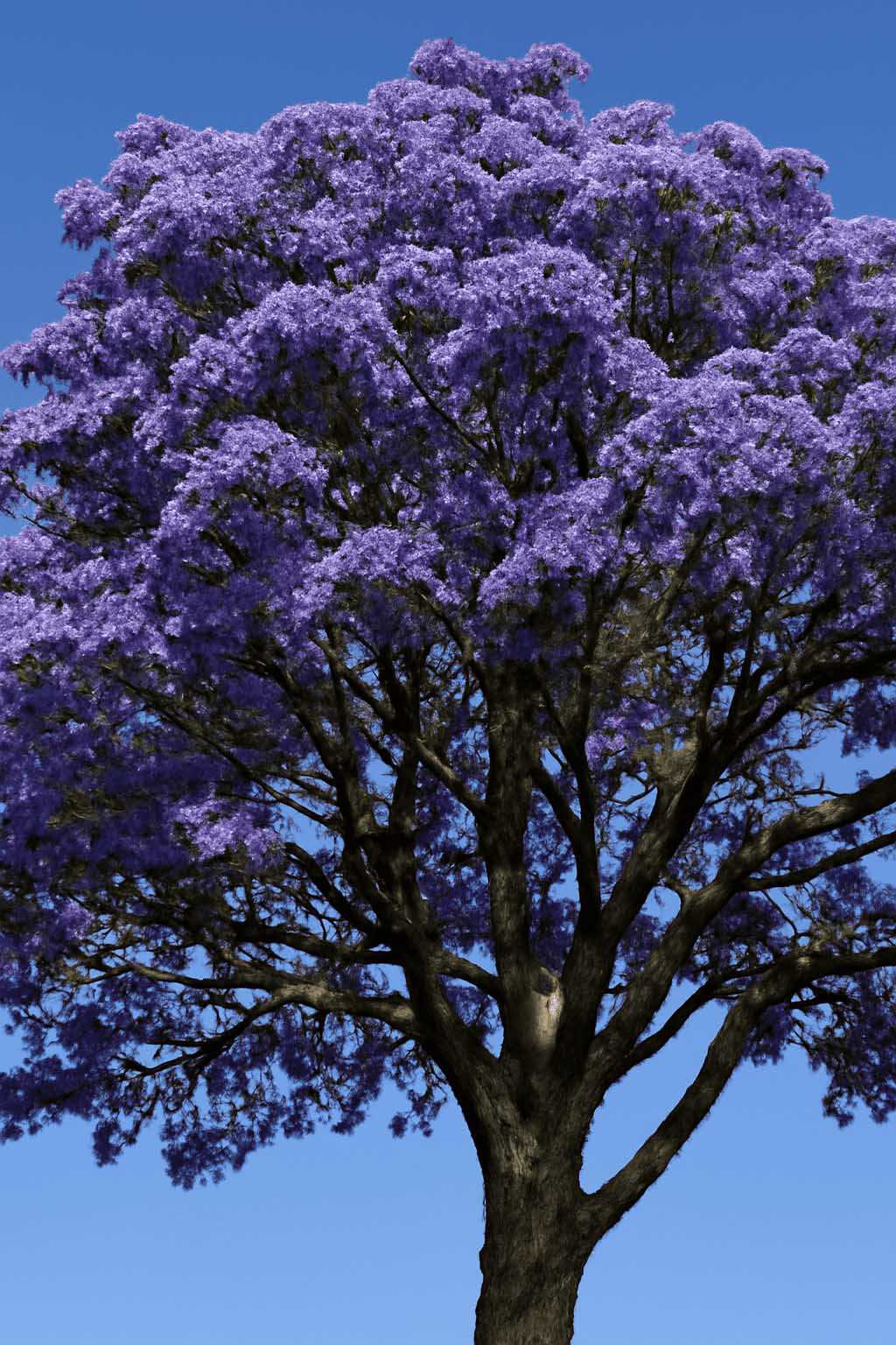 Guaiac Ağacı Yağı - 30gr - 