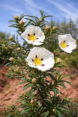 Labdanum Absolute “Super Premium” - 15gr - 