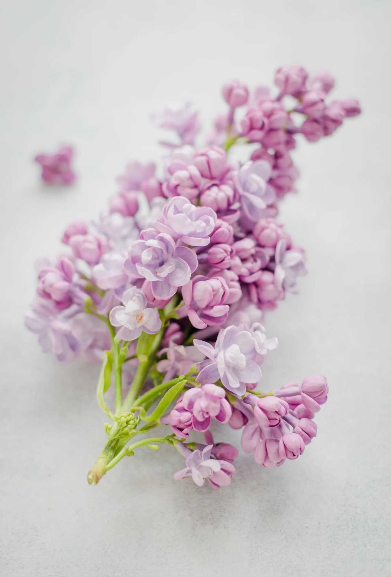 Lindenol™ - 30gr - IFF