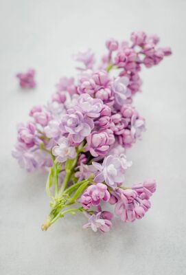 Lindenol™ - 30gr - IFF