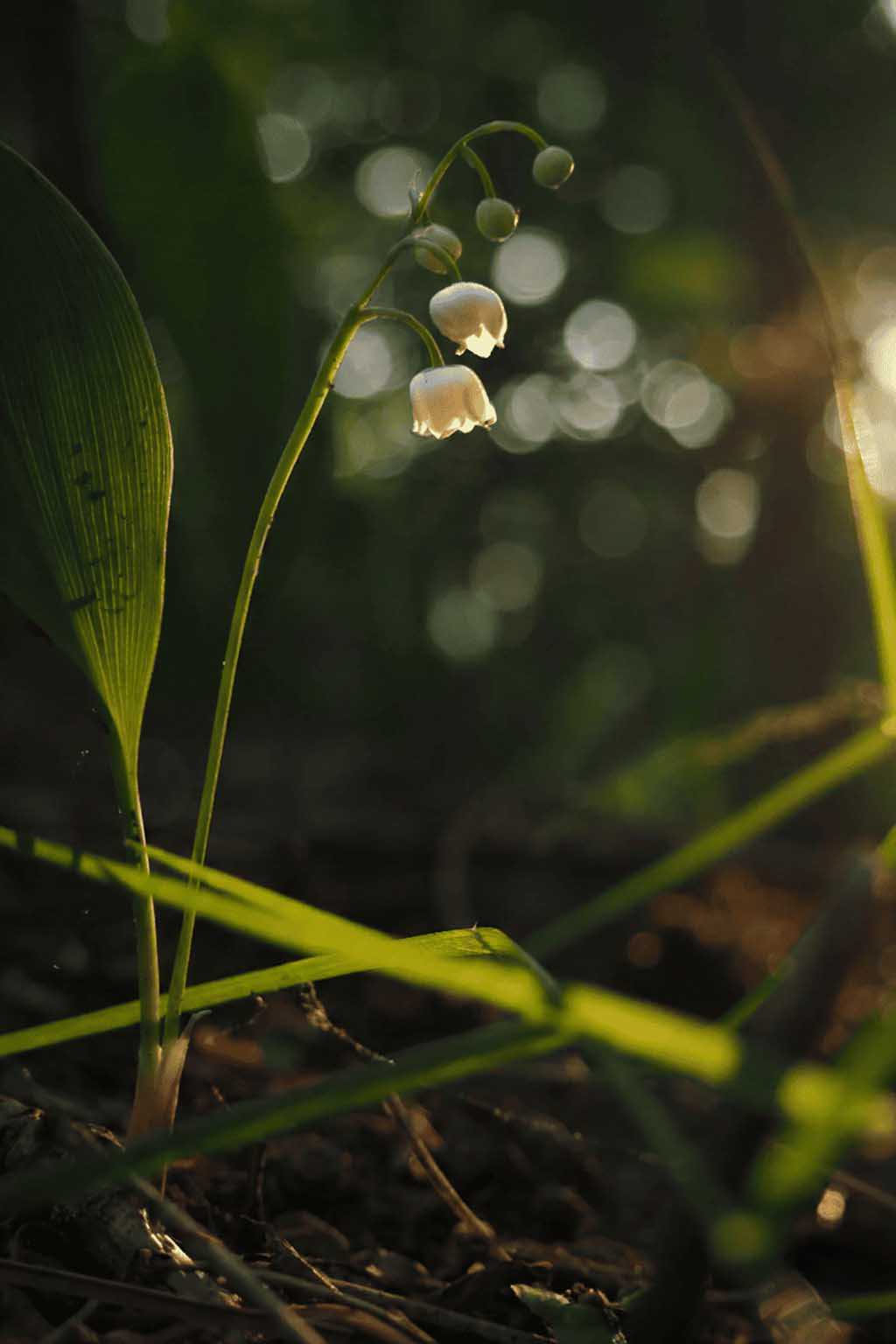 Majantol® - 30gr - Symrise