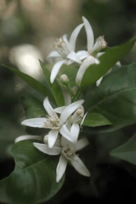 Neryl Acetate - 30gr - TAKASAGO