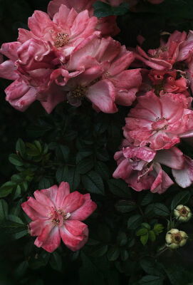 Phenoxanol® - 30gr - IFF