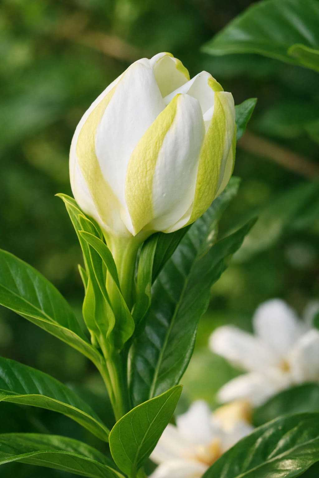 Styrallyl Acetate - 30gr - Ventos