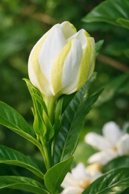 Styrallyl Acetate - 30gr - Ventos