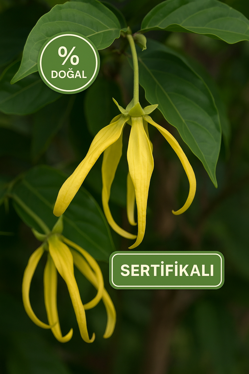 Ylang-Ylang 100% - 30gr - ULTRA INTERNATIONAL (1)